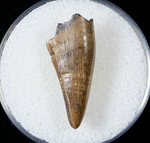 Tyrannosaur Premax Tooth (Aublysodon) - Montana #17586